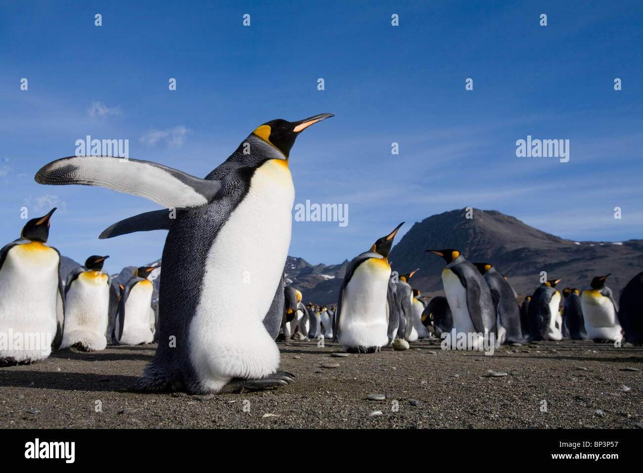 Antarctica, South Georgia Island , King Penguins  along shoreline in massive rookery along Saint Andrews Bay Stock Photo