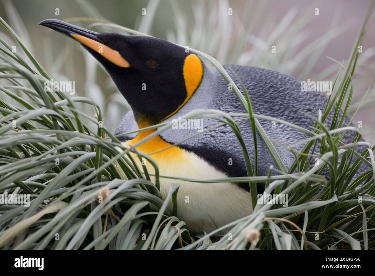 Antarctica, South Georgia Island , King Penguin  resting on nest in tussock grass in crowded rookery at Salisbury Plains Stock Photo
