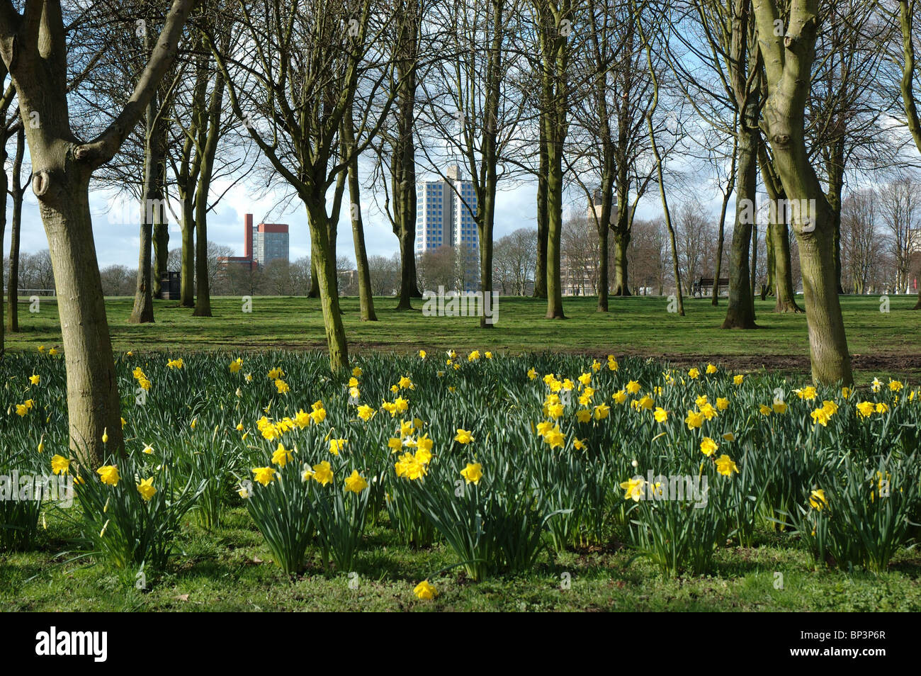 daffodils and University of Leicester buildings in the distance, Victoria Park, Leicester, England, UK Stock Photo