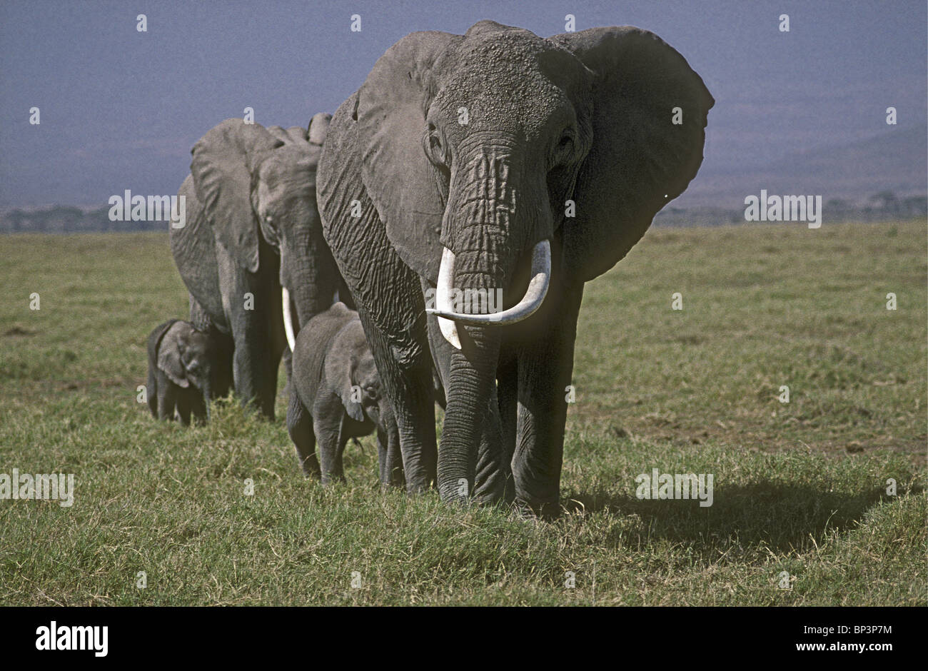 Small family group of female elephants and calves moving across grassland in Amboseli National Park Kenya Stock Photo