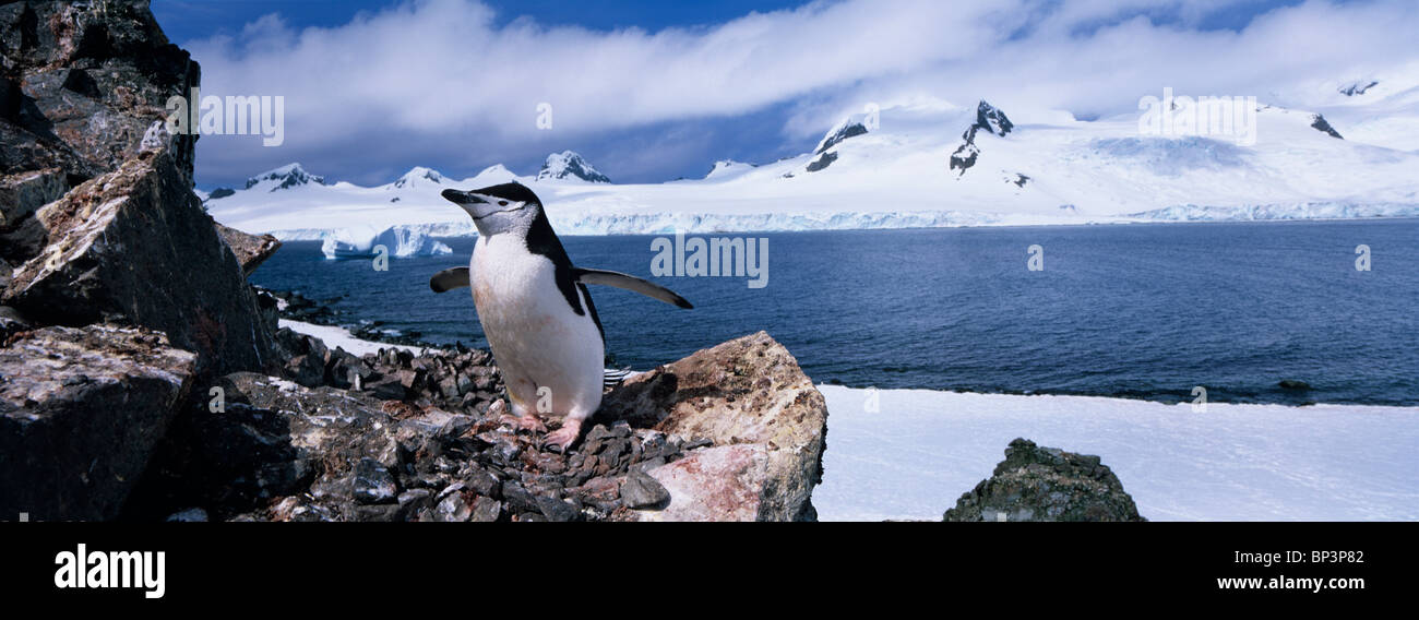 Antarctica, Half Moon Island, Chinstrap Penguin  stands on rocky perch overlooking mountains of Livingstone Island Stock Photo