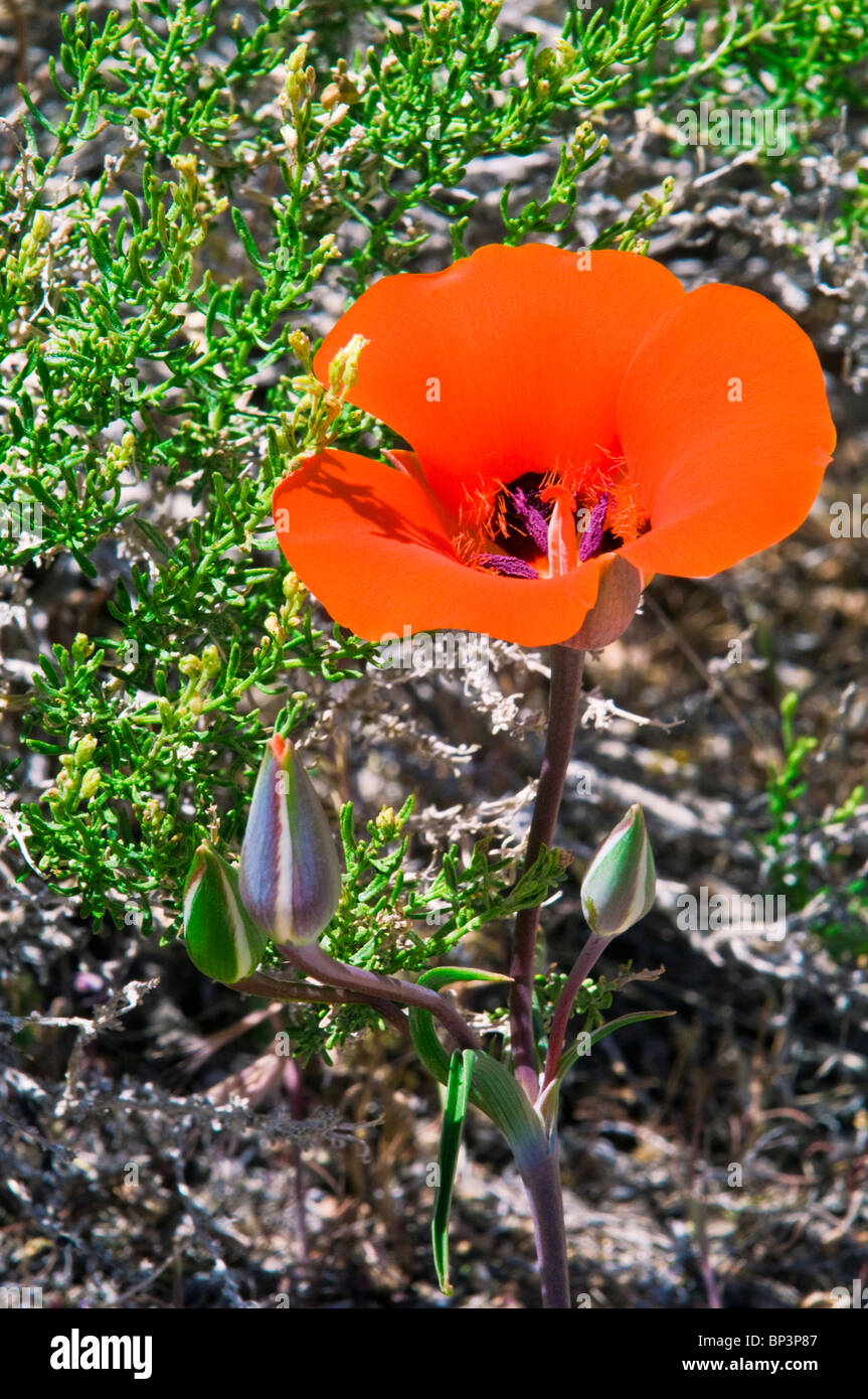 Desert Mariposa Lily (Calochortus kennedyi), Owens Valley, California Stock Photo
