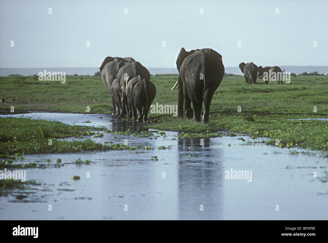 Elephant herd of elephants with females and calves walking away through pool water swamp in Amboseli National Park Kenya Stock Photo