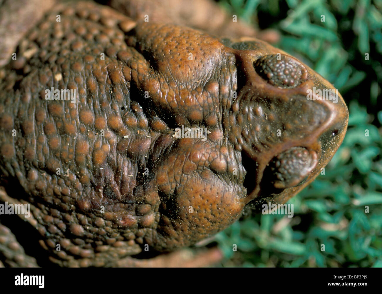 Highly Toxic The Cane Toad is tough and adaptable as well as being