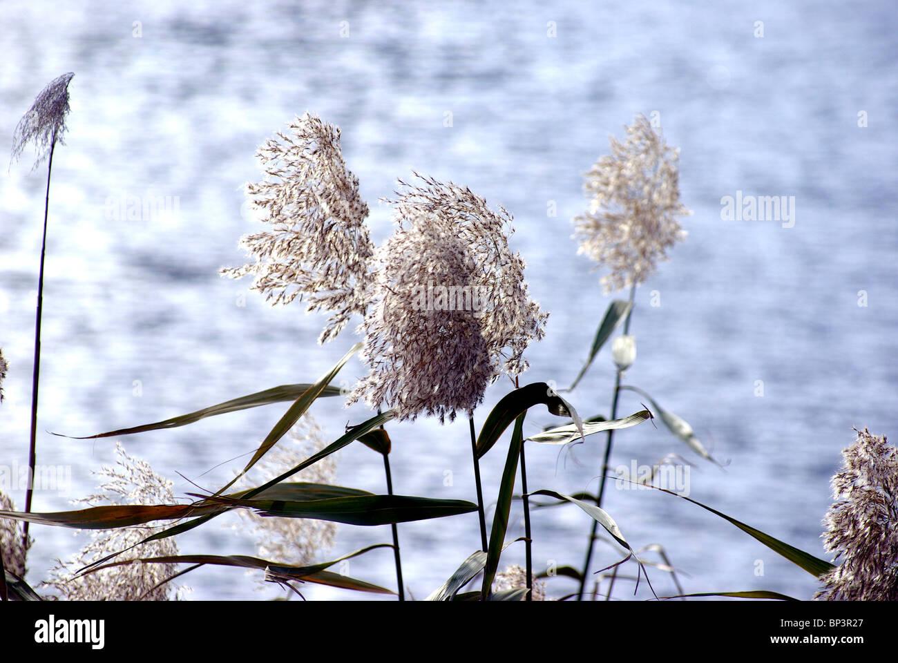 Wind moves the reed Stock Photo - Alamy