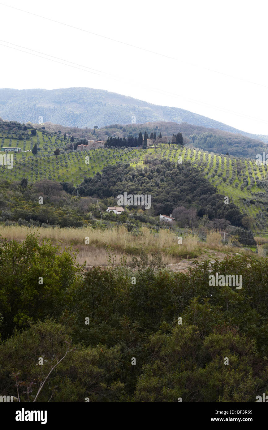 View over Gavorrano and vineyard, Italy Stock Photo Alamy