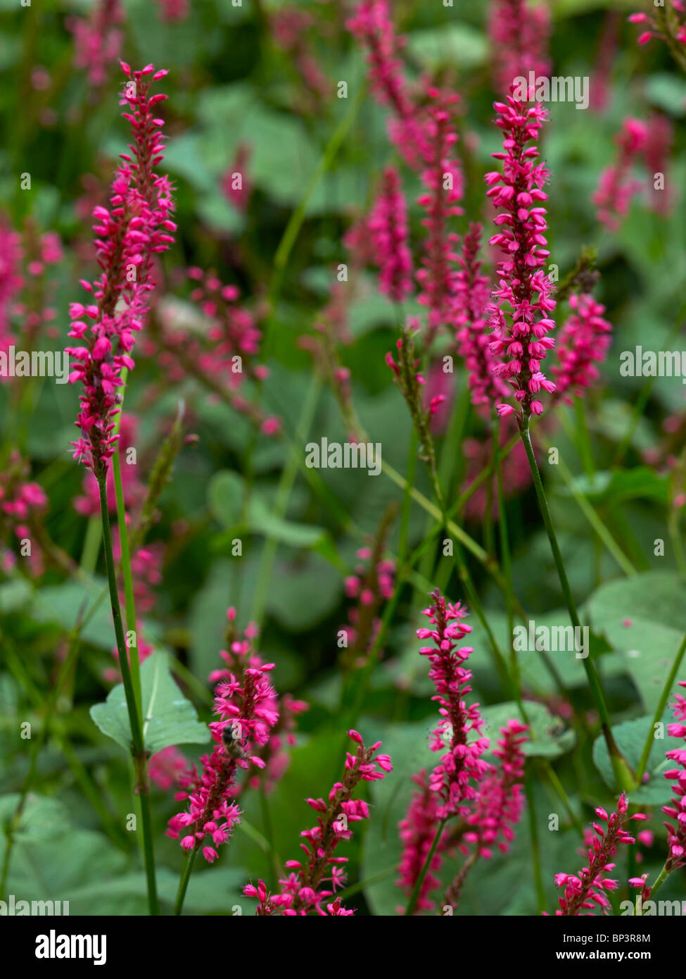 Flowering Persicaria amplexicaulis Stock Photo