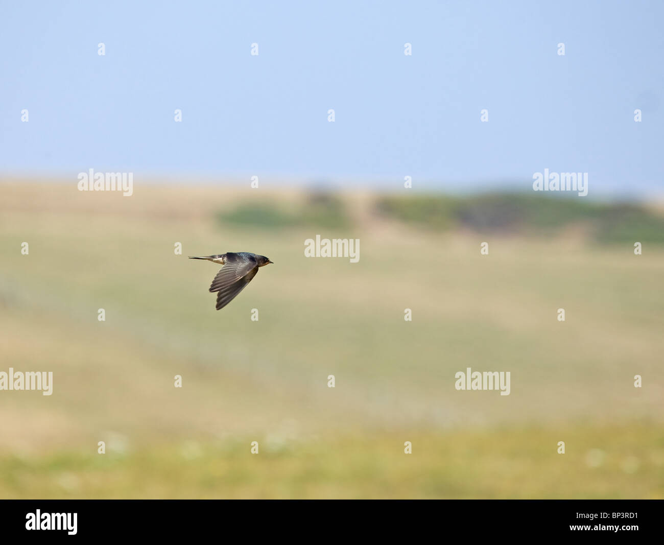 Barn Swallow in flight Stock Photo - Alamy
