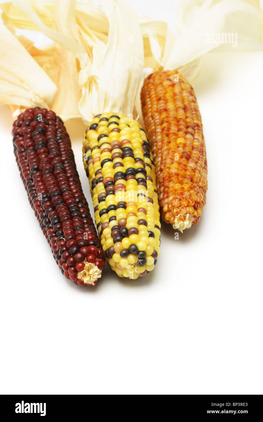 Three colorful dried Indian corns on white background Stock Photo