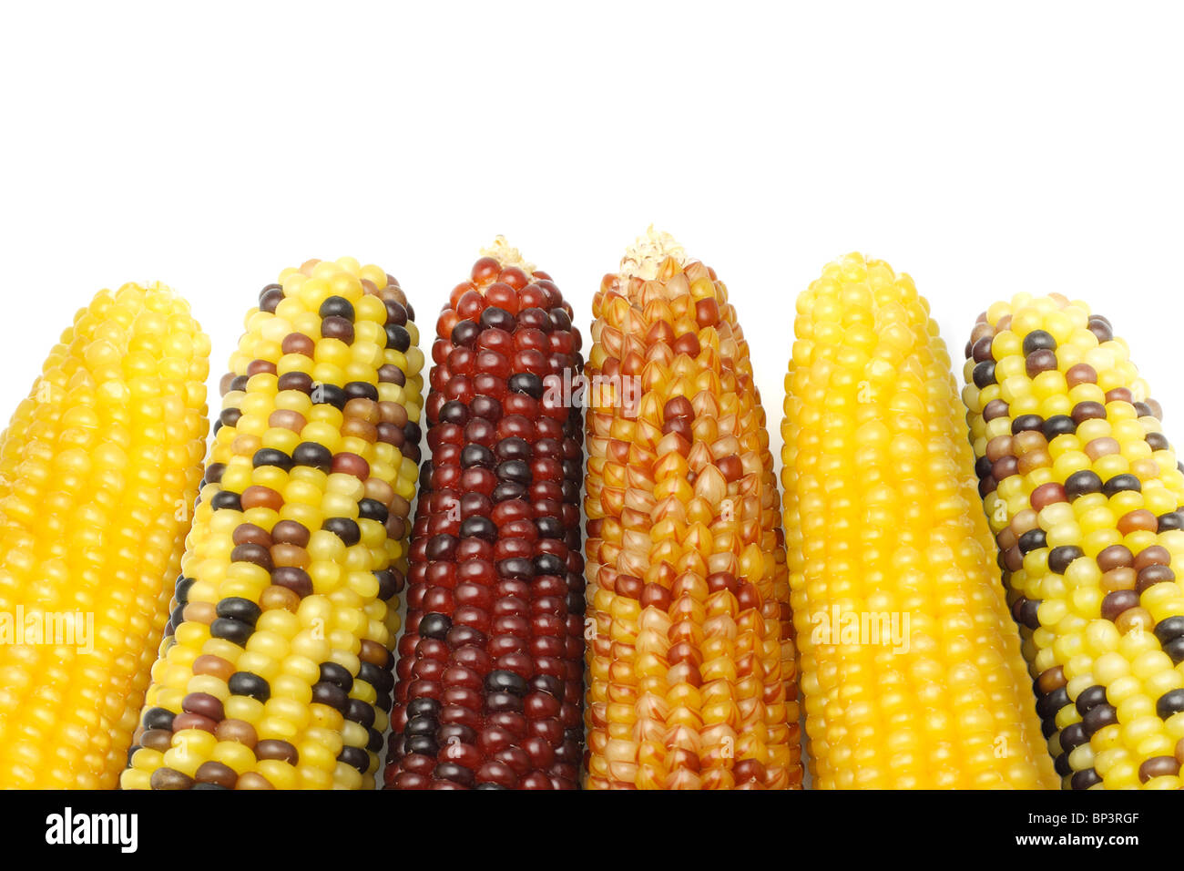 Close up of dried Indian corns on white background Stock Photo