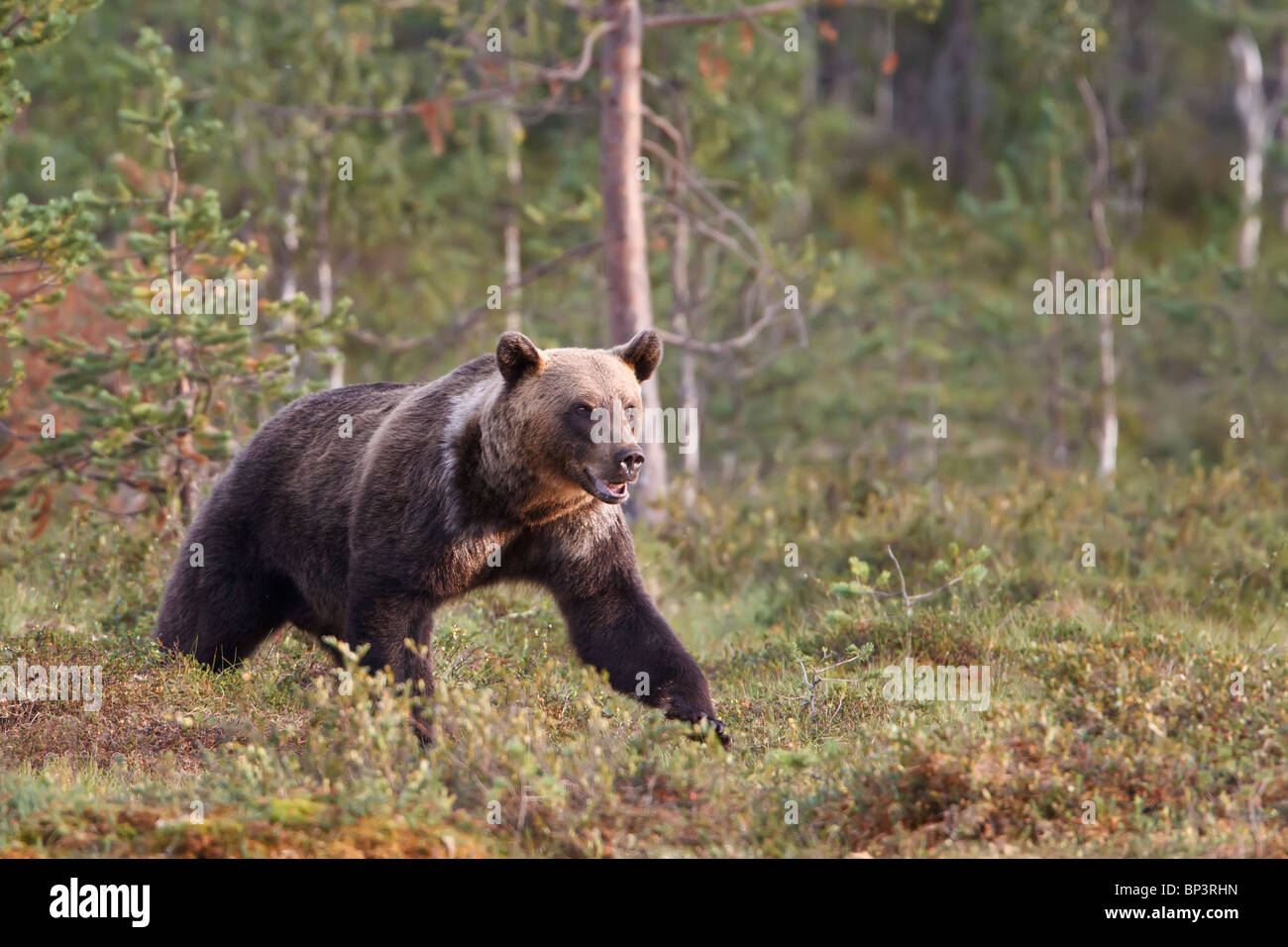 European brown bear (Ursos arctos) at the edge of a boreal forest at ...