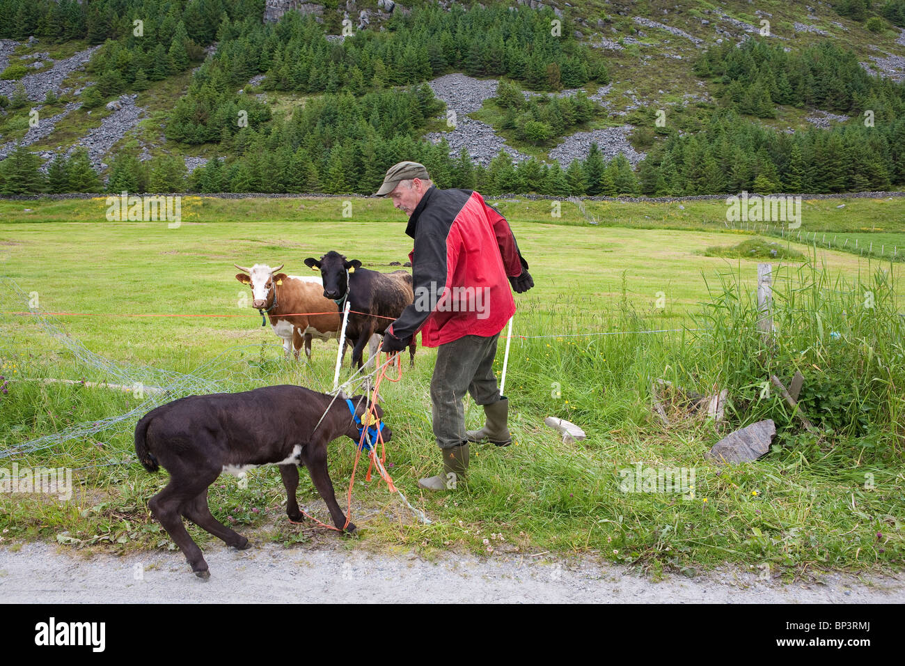 A 10 days old calf is ready to be released into the green grassy fields on the island Runde on the west coast of Norway. Stock Photo