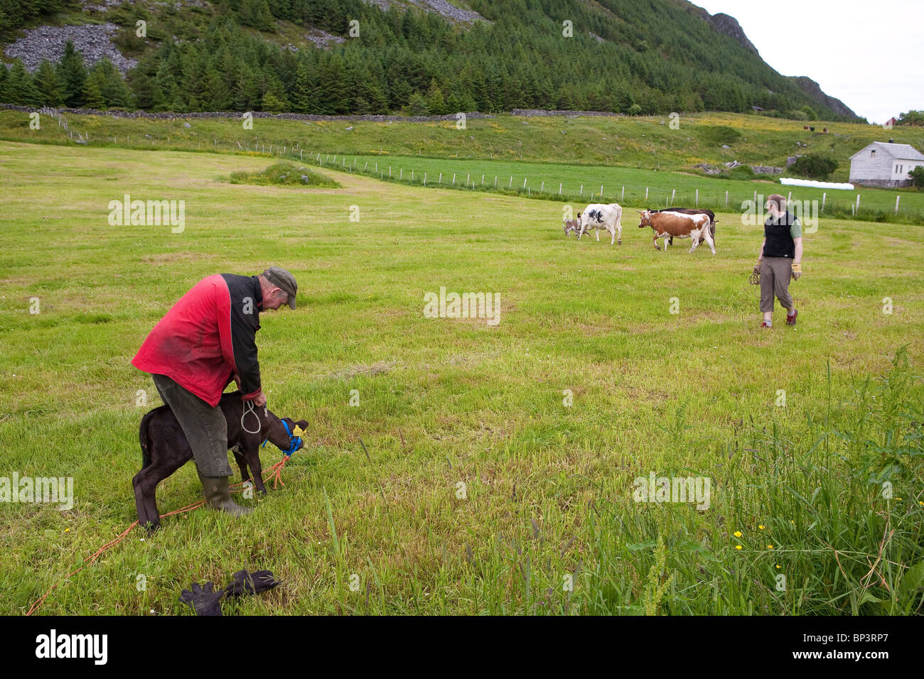 A 10 days old calf is ready to be released into the green grassy fields on the island Runde on the west coast of Norway. Stock Photo