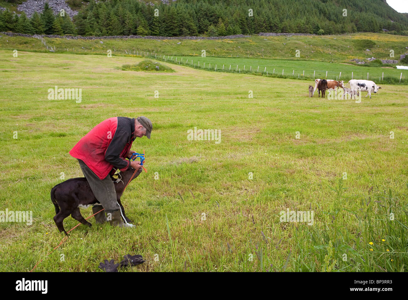 A 10 days old calf is ready to be released into the green grassy fields on the island Runde on the west coast of Norway. Stock Photo