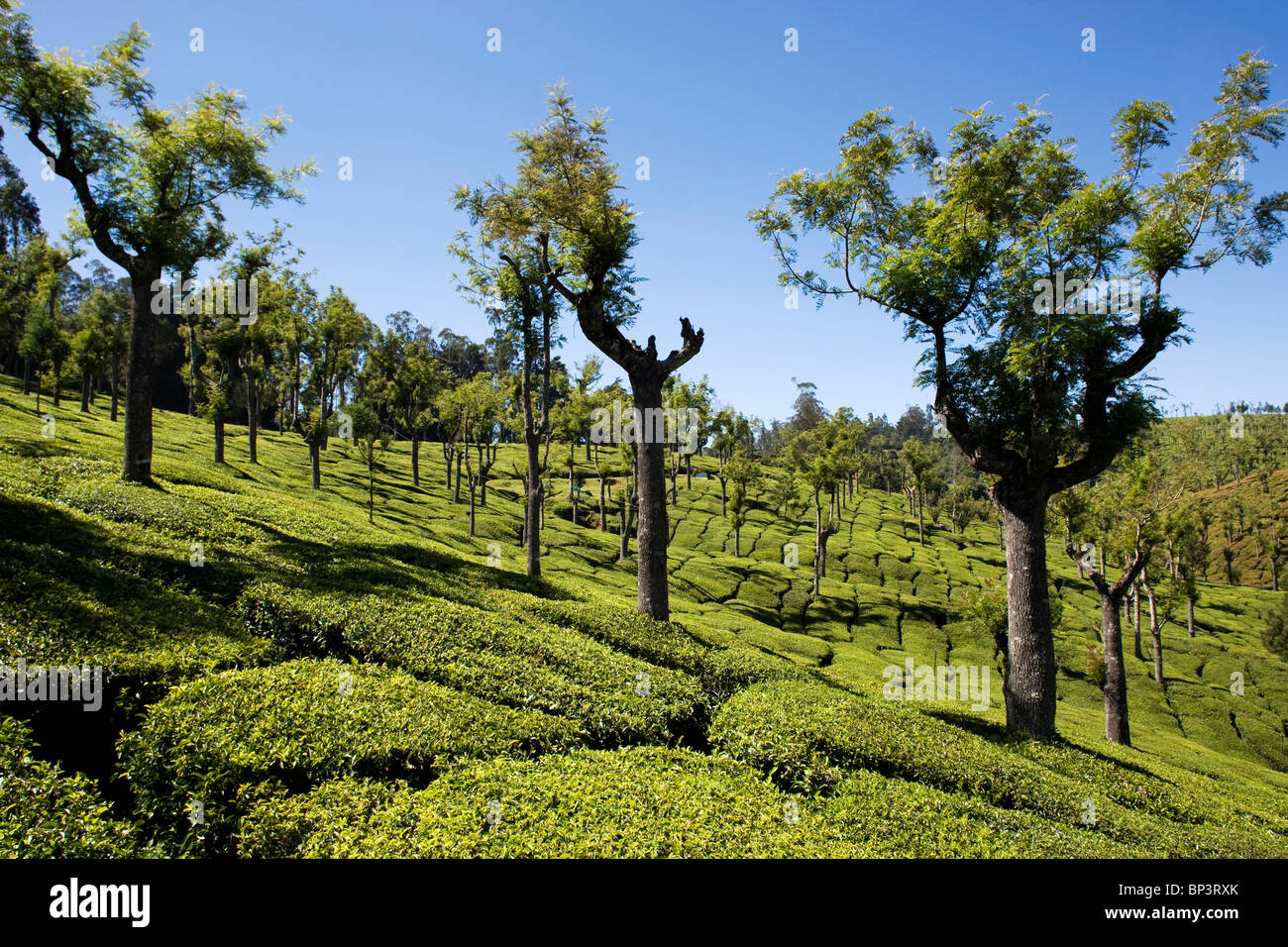 Tea plantation on the hills around Ooty, Tamil Nadu, India Stock Photo