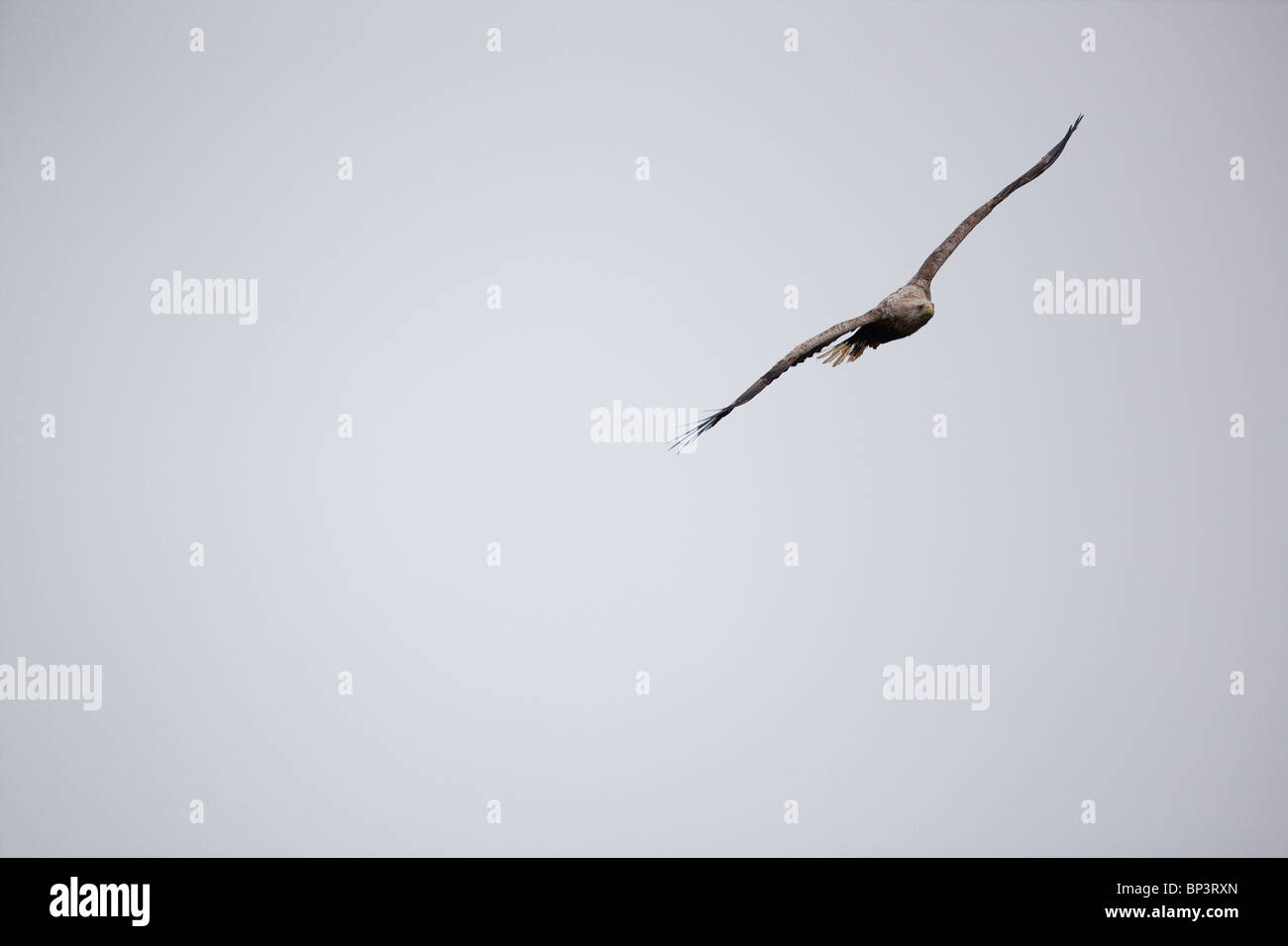A White-tailed eagle, Haliaeetus albicilla, soaring in the mist above the island Runde on the Atlantic west coast, Norway. Stock Photo