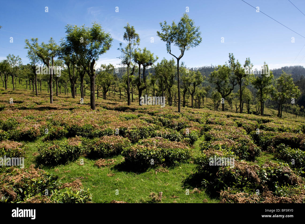 Tea plantation on the hills around Ooty, Tamil Nadu, India Stock Photo