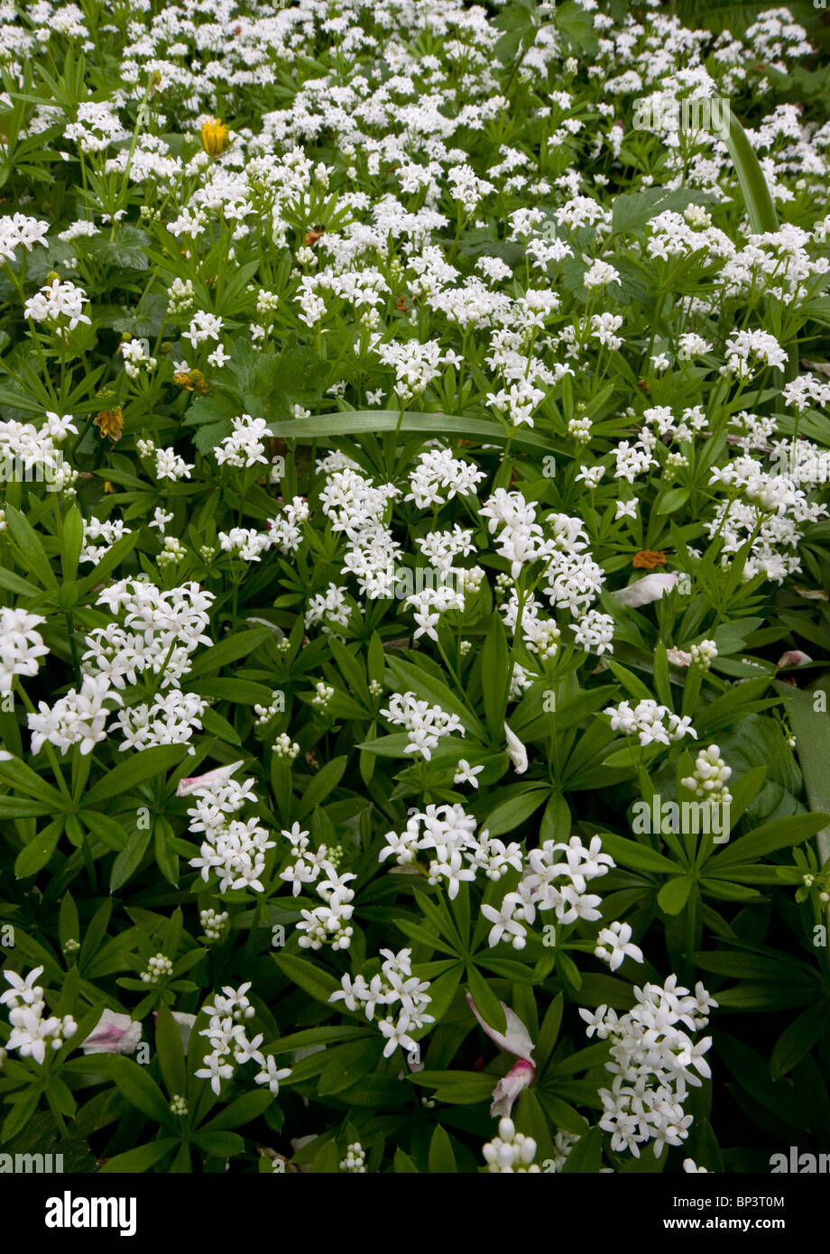 Woodruff or Sweet Woodruff Galium (Asperula) odoratum flowering in woodland in spring. Dorset. Stock Photo