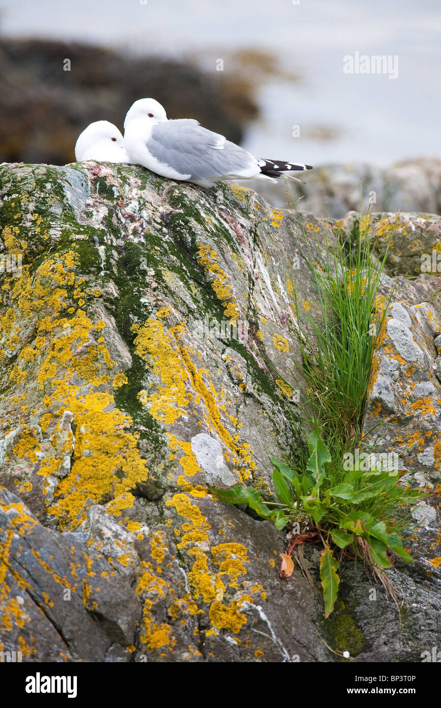 Kittiwakes, Rissa tridactyla, at the island Runde on the west coast of Norway. Stock Photo