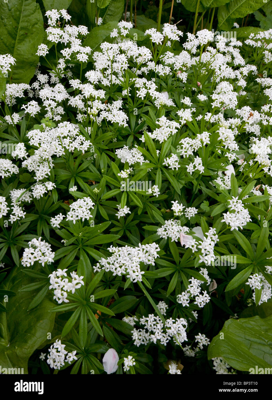 Woodruff or Sweet Woodruff Galium (Asperula) odoratum flowering in woodland in spring. Dorset. Stock Photo