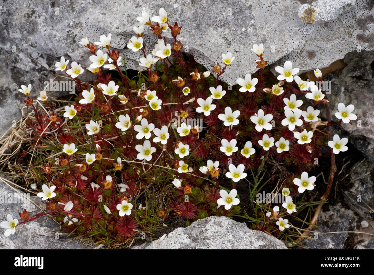 Irish Saxifrage, Saxifraga rosacea ssp. rosacea on limestone pavement, The Burren, Eire Stock Photo