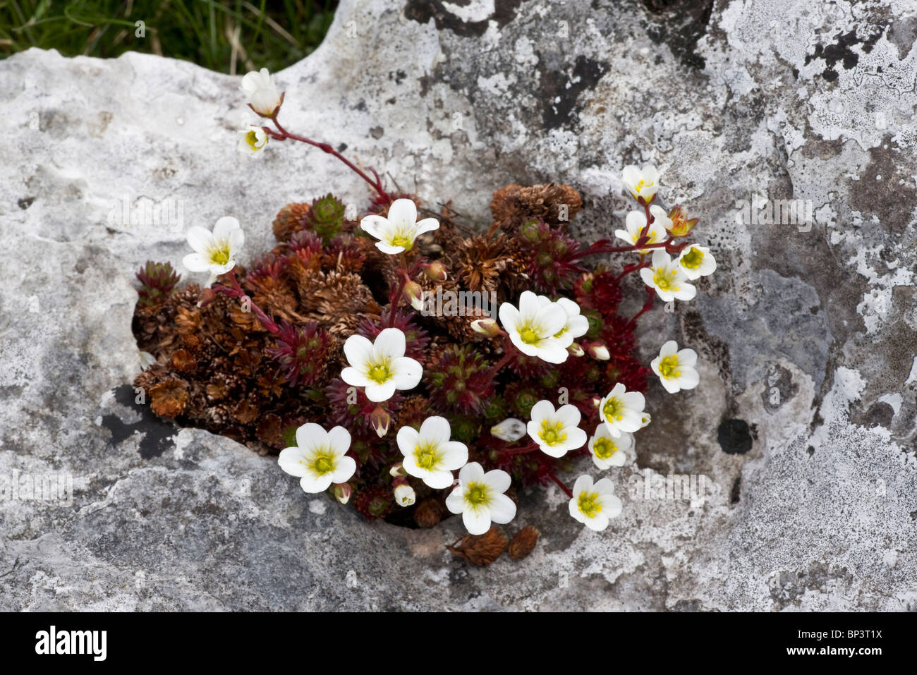 Irish Saxifrage, Saxifraga rosacea ssp. rosacea on limestone pavement, The Burren, Eire Stock Photo