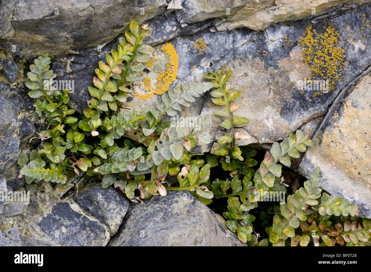 Sea spleenwort, Asplenium marinum on sea cliffs, Eire Stock Photo
