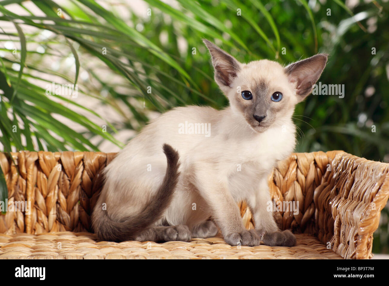 Balinese cat table online