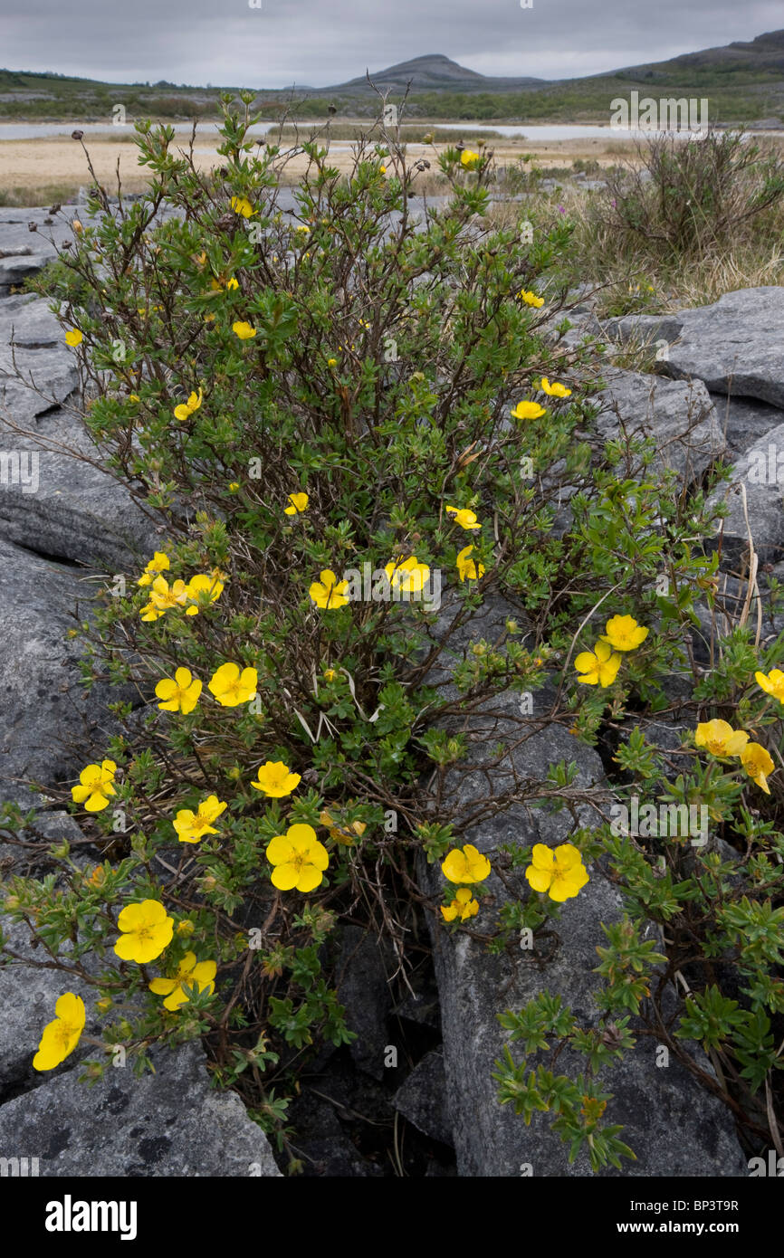 Shrubby Cinquefoil, Potentilla fruticosa, growing in limestone pavement at Mullagh Mor, the Burren, Eire. Stock Photo