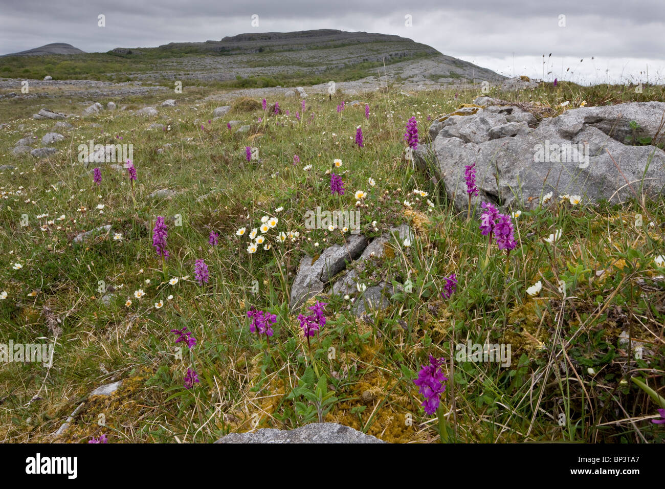 Mountain Avens, Early Purple Orchids and other flowers on limestone in The Burren, Eire. Stock Photo