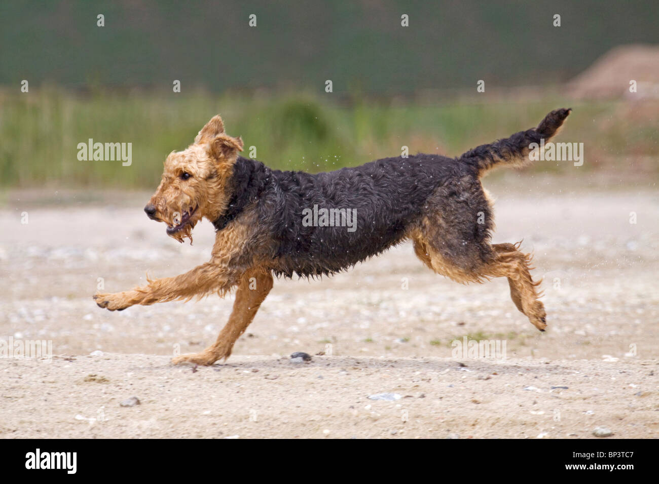 airedale terrier running