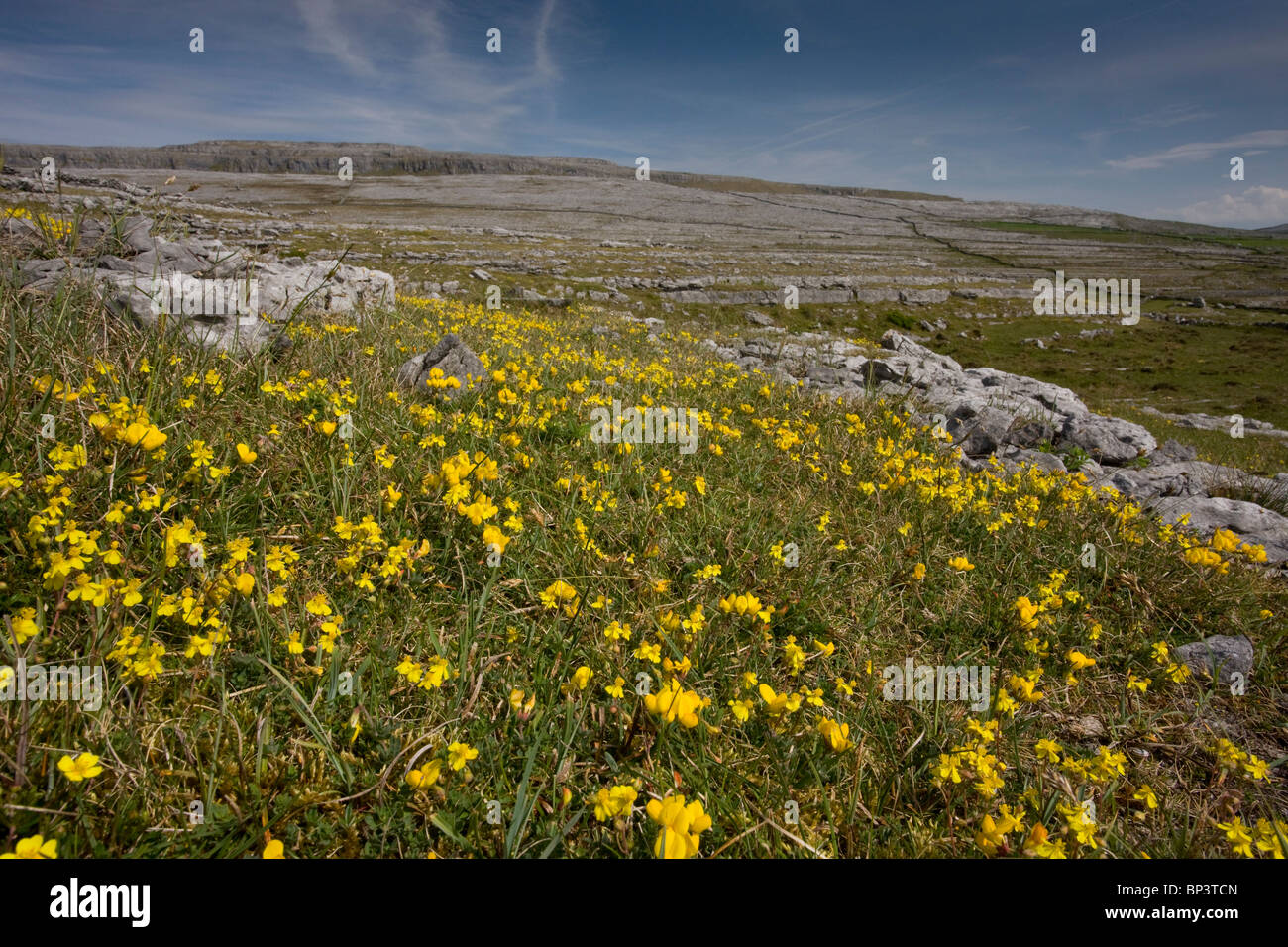 Hoary rockrose and bird's foot trefoil on limestone pavement/grassland, Black Head, the Burren, Eire Stock Photo