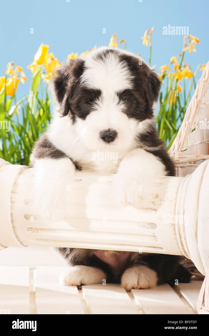 Bearded Collie dog - puppy sitting - paws on a column Stock Photo