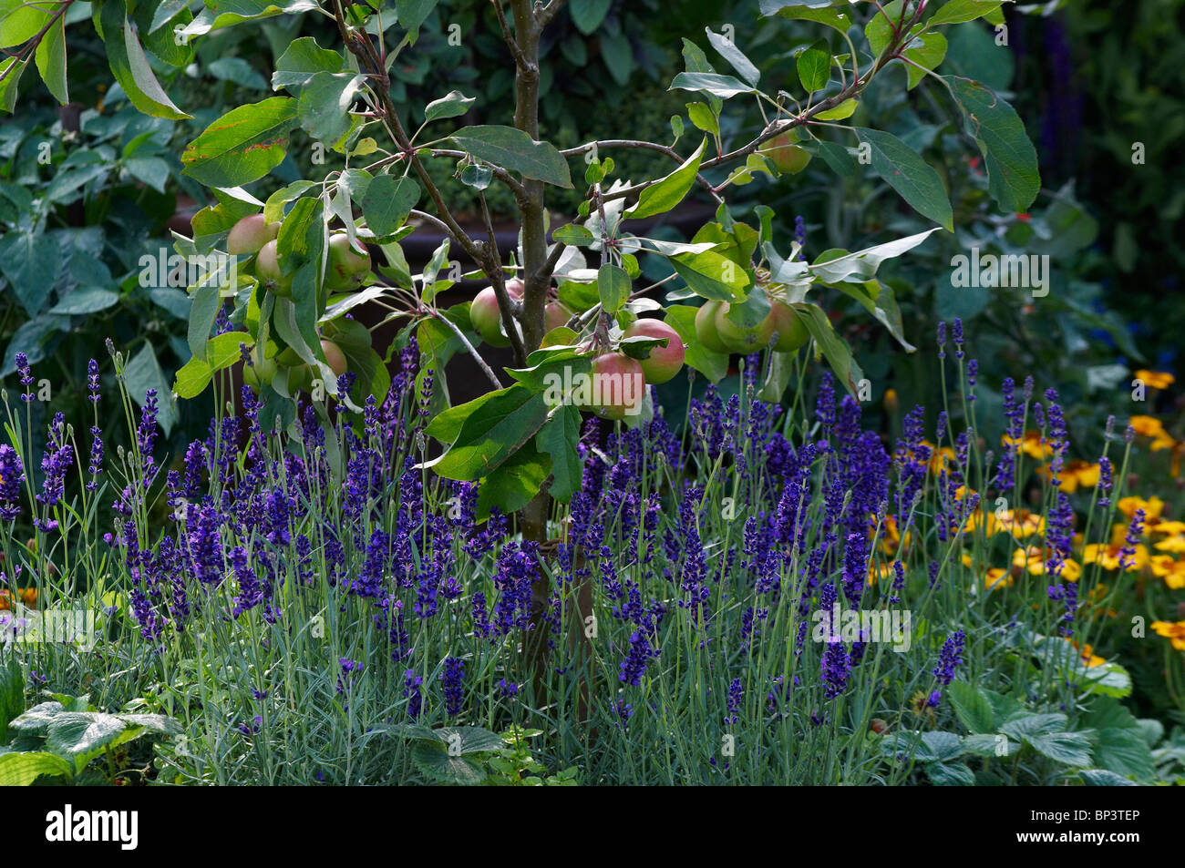 Close up picture of lavender and a small apple tree with fruit Stock Photo