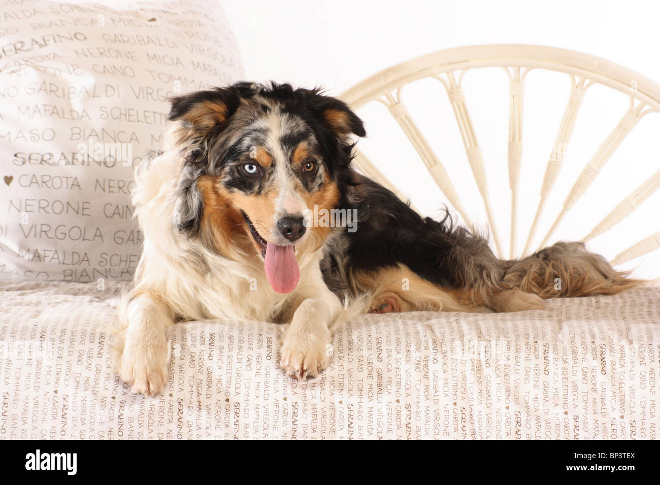Border Collie dog lying on a bed Stock Photo Alamy