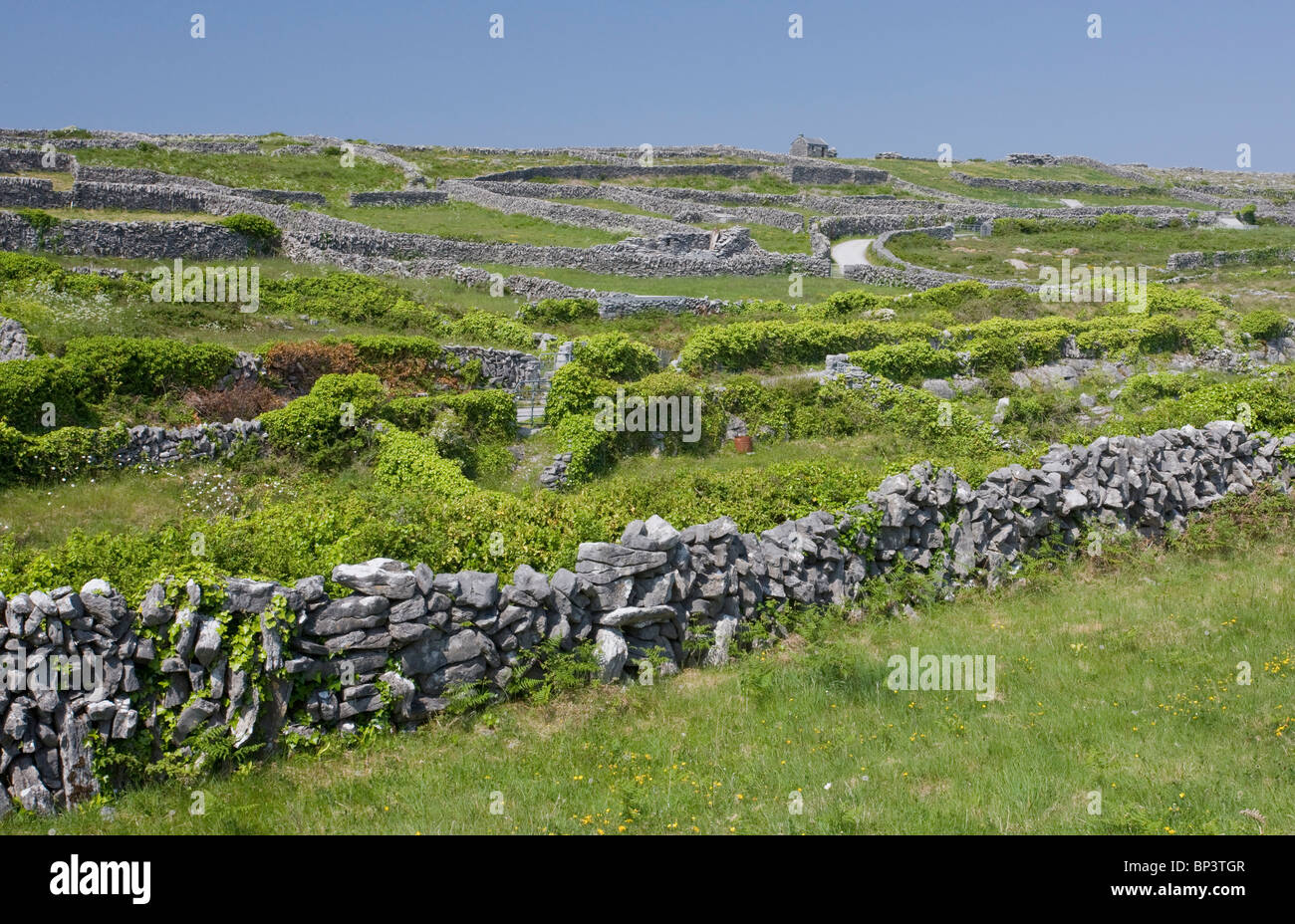 Small limestone-walled old fields on Inisheer (Inis Oírr), the Burren, western Eire Stock Photo