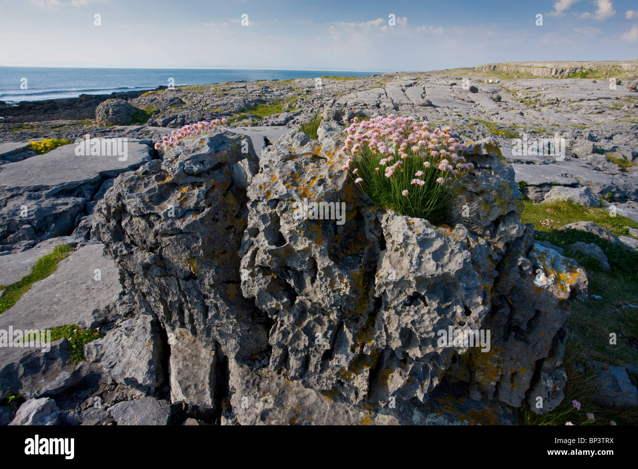 Thrift on glacial erratic, coast of the Burren, Eire Stock Photo