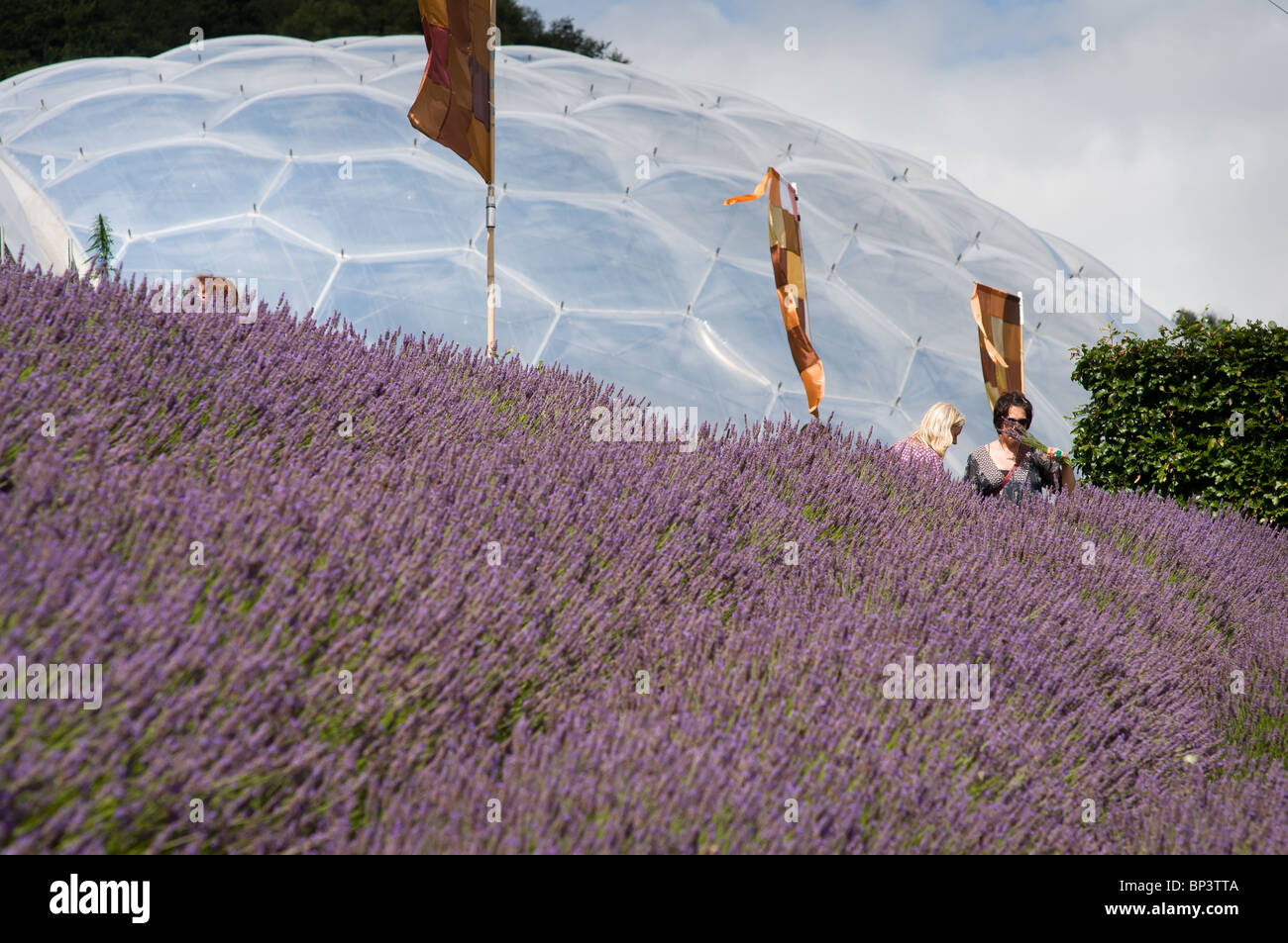 A hillside of lavender with a visitor smelling a bunch of the cut herb with the tropical biome in the background. Stock Photo