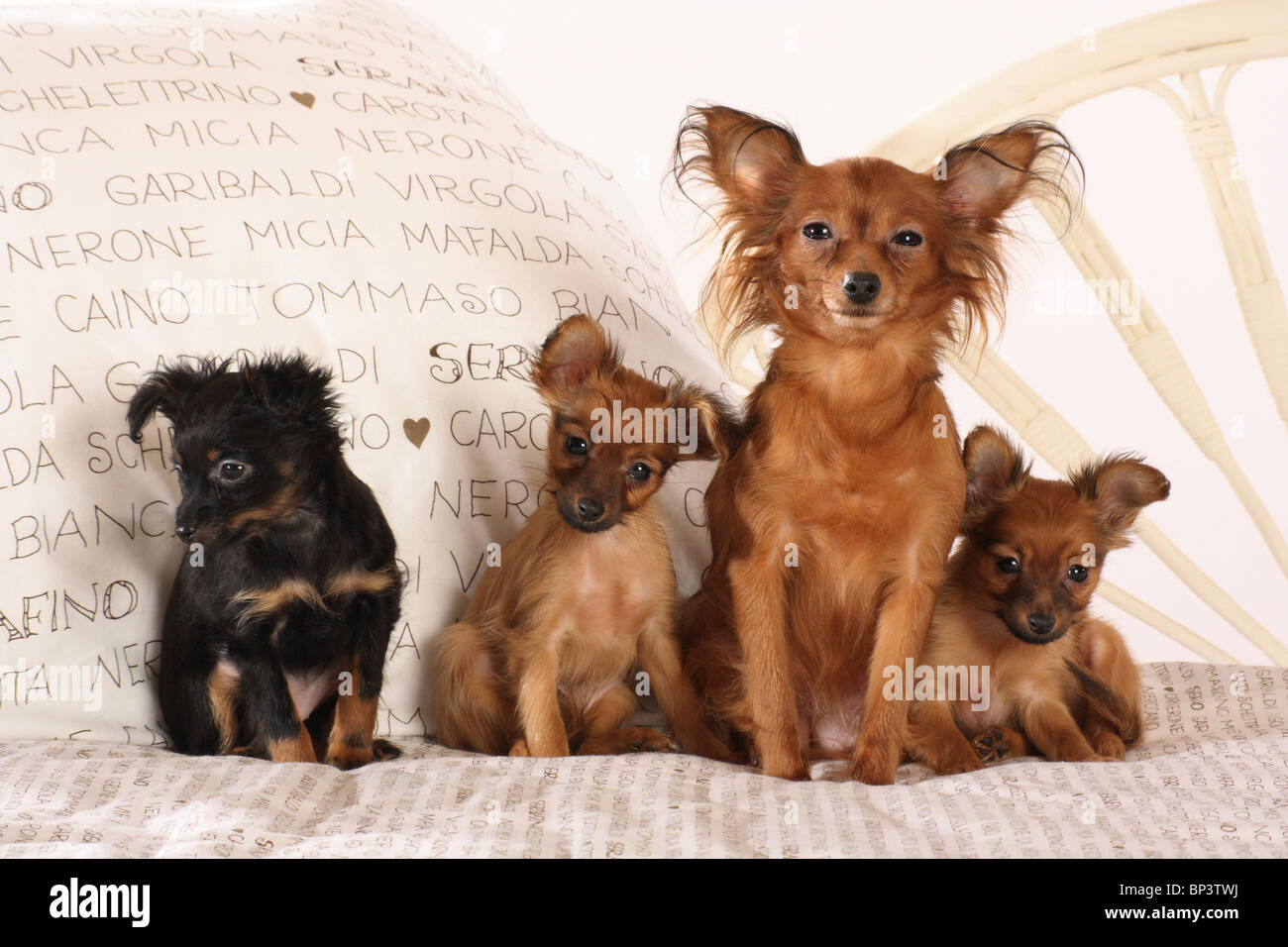 Russian Toy Terrier dog with three puppies on a bed Stock Photo