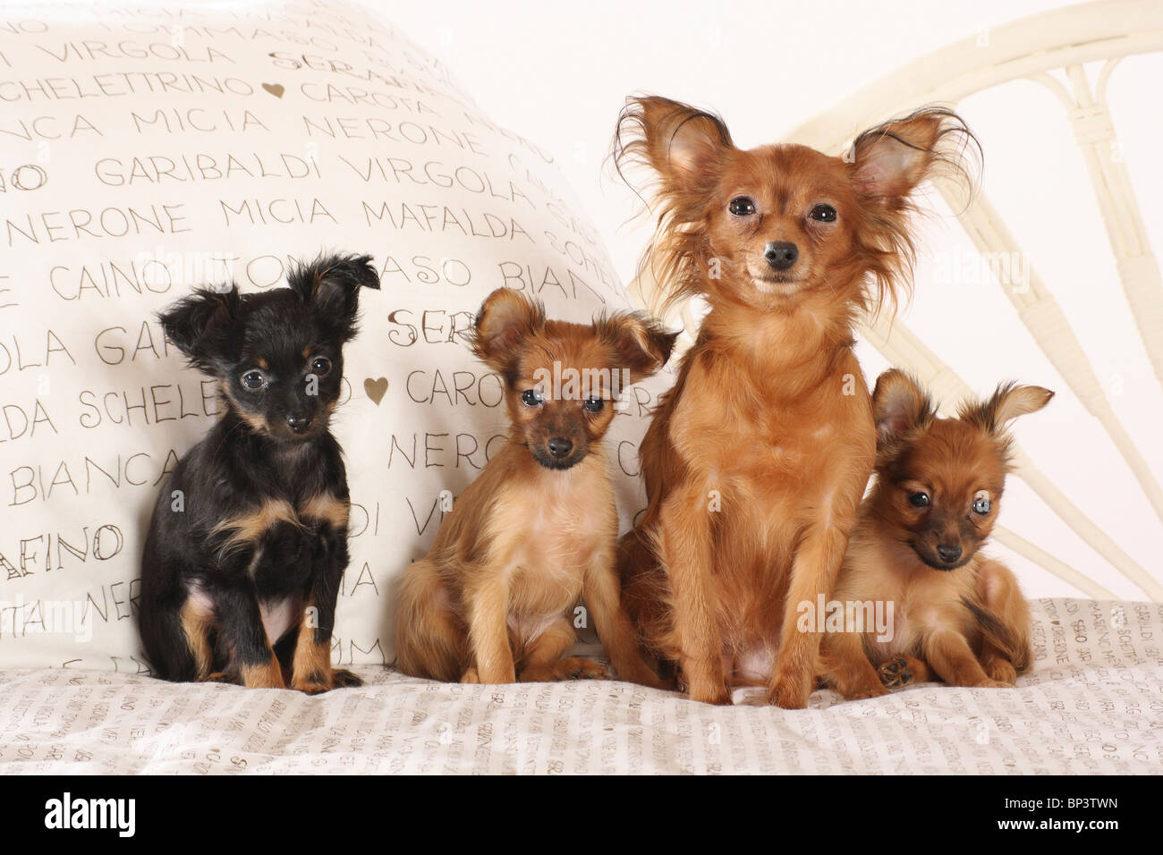 Russian Toy Terrier dog with three puppies on a bed Stock Photo