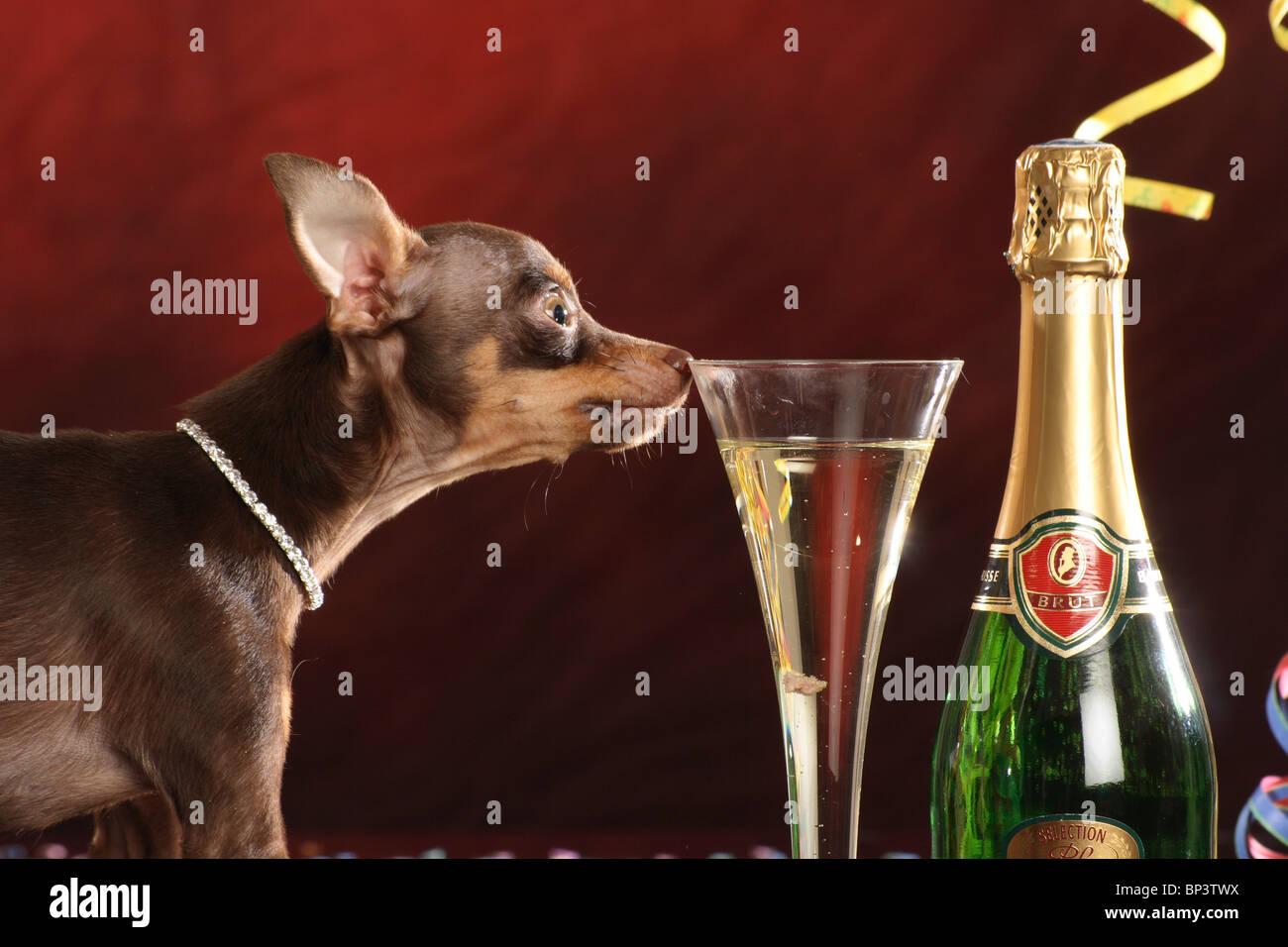 Russian Toy Terrier dog - sniffling at a glass of sparkling wine Stock Photo