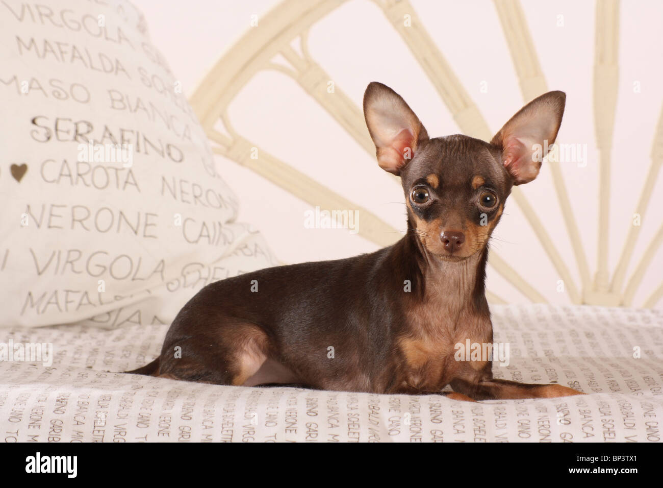 Russian Toy Terrier dog - lying on a bed Stock Photo