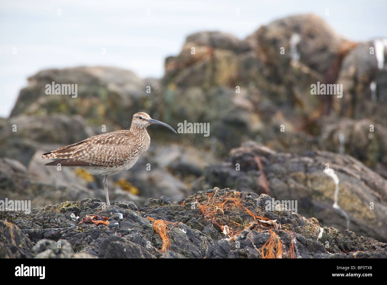 Eurasian Curlew, Numenius arquata, at the shoreline of the island Runde on the west coast of Norway. Stock Photo