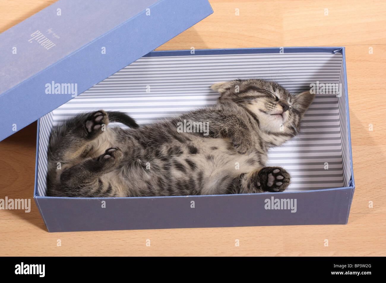 tabby kitten sleeping in a box Stock Photo Alamy