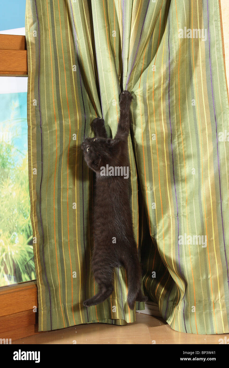 Black kittens climbing curtain hires stock photography and images Alamy