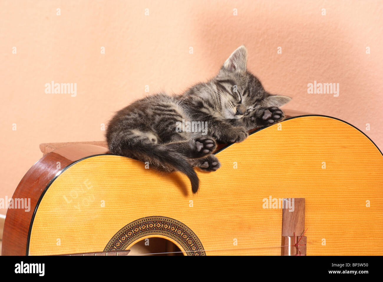 tabby kitten - sleeping on a guitar Stock Photo