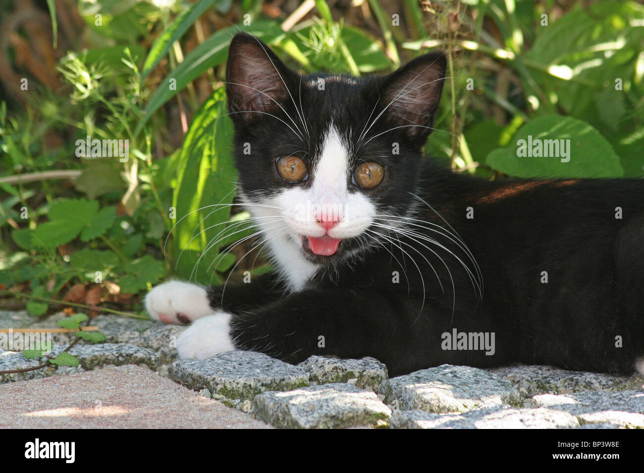 domestic cat kitten lying panting Stock Photo Alamy