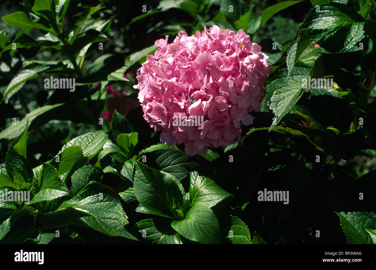Hydrangea macrophylla big leaf hi-res stock photography and images - Alamy