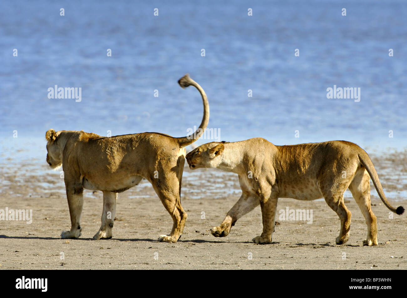 Two lionesses Panthera leo female sniffs a female's genital area Ndutu Ngorongoro Tanzania Stock Photo
