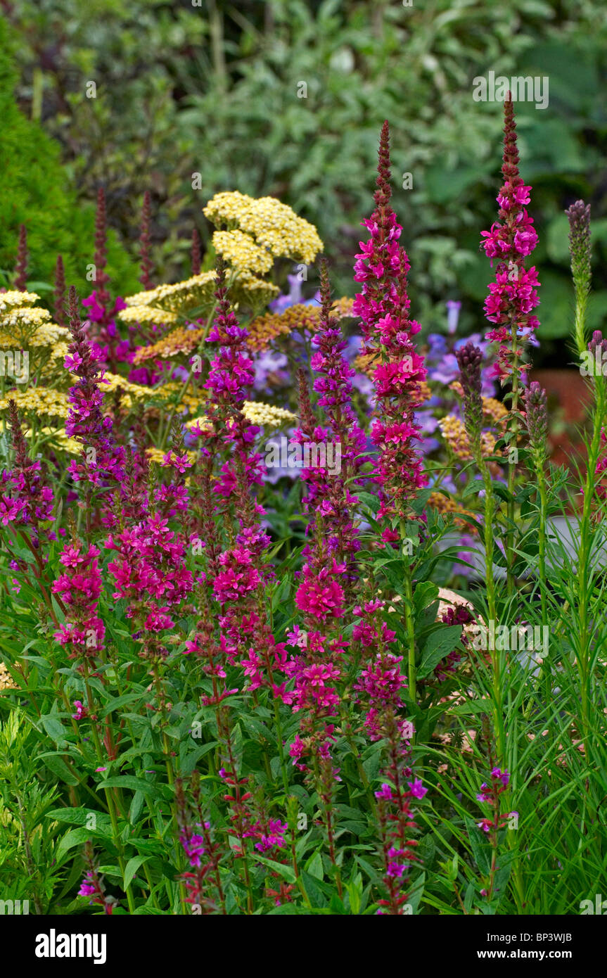 Colourful border with Lythrum salicaria 'Robert' Stock Photo